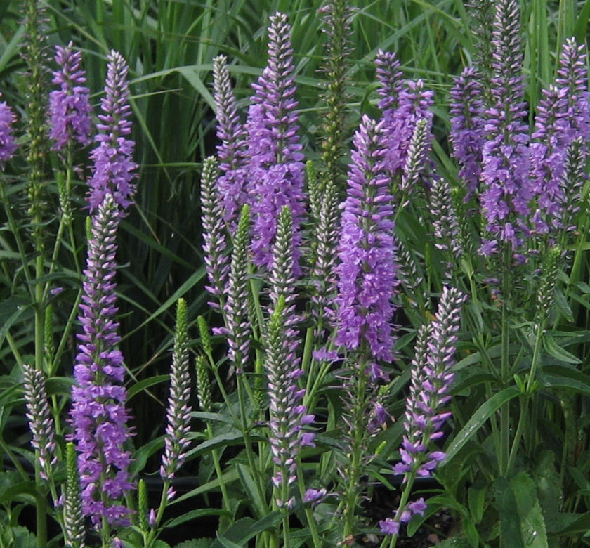 Eveline Speedwell Natorp's Online Plant Store